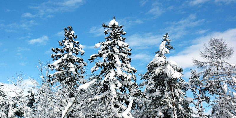 雪のツリー